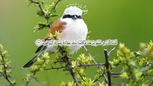 Surah "Qaf" by Egzon Ibrahimi / Сура "Каф" от Егзона Ибрахими смотреть онлайн