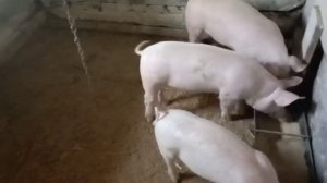 Как перевести поросёнка на сухое кормление! Один из эффективных способов.