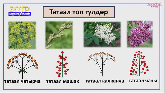 6-класс | Биология | Өсүмдүктөрдүн көбөйүшү. Гүл-көбөйүү органы. Чаңдашуу жана анын түрлөрү смотреть онлайн