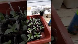 эустома , очередная подкормка удобрением " унифлор микро "🙏🎥🤗🌱🌱🌱🌱