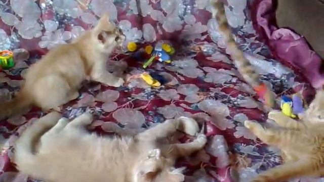 Рыженькие сибирячки - мальчики смотреть онлайн