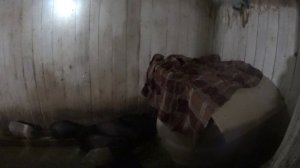 Домик для поросят//Сильные морозы//Деревенская жизнь