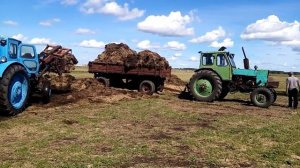 Вывозим навоз трактор Т40 и ЮМЗ