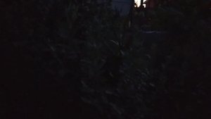 Пение кузнечика в ночи)