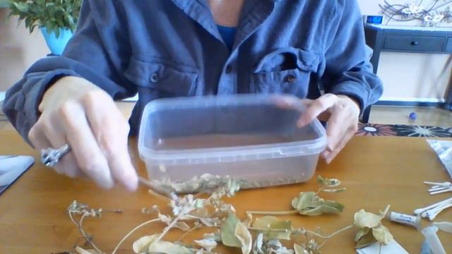 Harvesting Euphorbia/Snow On The Mountain смотреть онлайн