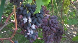 @Виноград 2018. Виноград Академик (Памяти Дженеева) в Полтаве