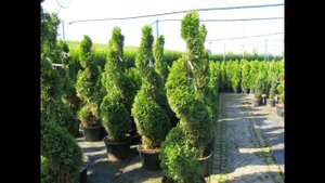 812. Тис ягодный Хикси в озеленении садов.