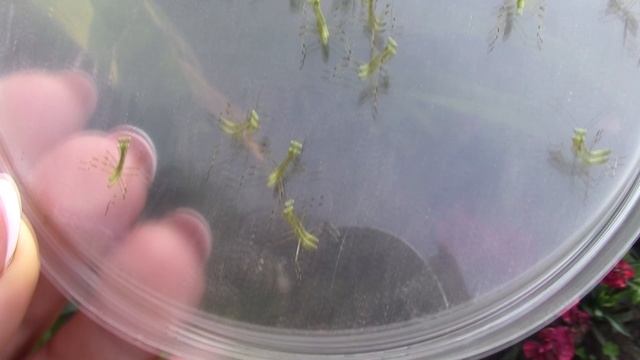 Хищник в моем саду..mp4 смотреть онлайн