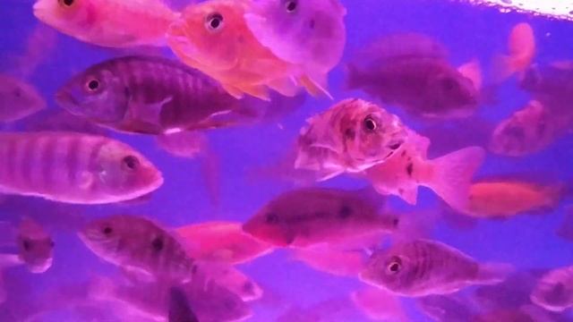Aquaworld aquarium shop, Kurla Fish Market