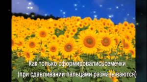 ДОКТОР ПОДСОЛНУХ ЛЕЧИТ ПЕЧЕНЬ, КИШЕЧНИК , СЕРДЦЕ,