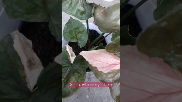 syngonium strawberry ice | grow this plant