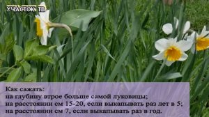 Как Сажать Нарциссы - Посадка и Уход - Выращивание Нарциссов в Открытом Грунте
