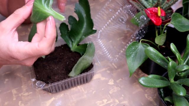 How to Grow Kalanchoe from Leaf Cutting | Full Guide смотреть онлайн