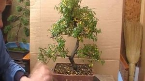 Сагереция Чайная - Бонсай - Обрезка (Часть 1)