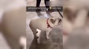 ?Смешная озвучка животных?#2