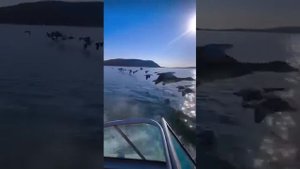 Гуси красиво летят за катером#видео из телеграм
