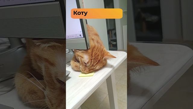 Стикер для Кота. Кот Феня, он же Феникс