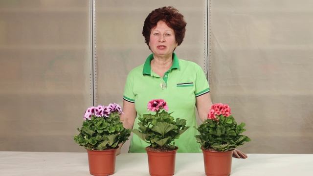 Герань и пеларгония: различия в содержании и уходе смотреть онлайн