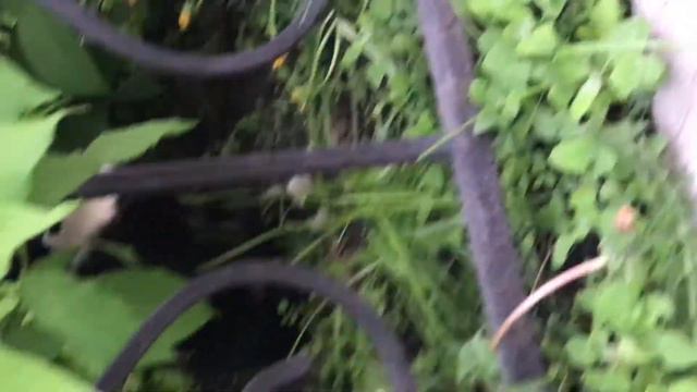 Санкт-Петербургский кот) смотреть онлайн