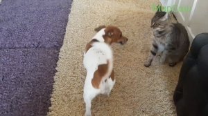 Собака Джек Рассел Терьер дерётся с кошкой. Сёрфа (собака) против Ланы (кошки). Бой без правил.