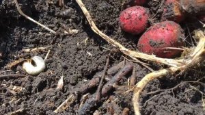 Про мой огород и не только.Эксперимент с картофелем в "грядках на картоне" завершен!