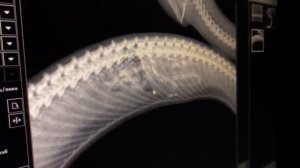 Рентген змеи. Скелет в скелете. / X-ray of a snake. Skeleton in skeleton.