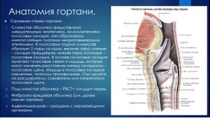 1. Анатомия и физиология органов дыхания