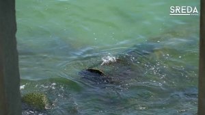 О жалобе каспийчанина на слив канализации в море