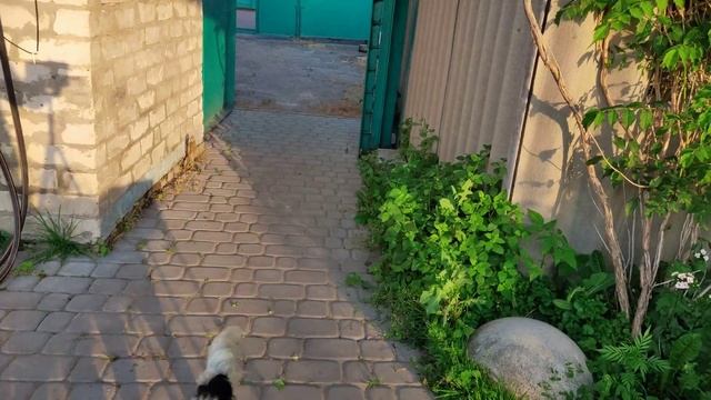 Грибы на мангале и зеленый горошек/НАТАЛИЯ БОС