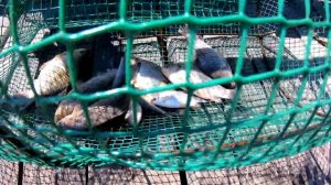 Рыбалка На Кубарь Морду Вершу Карась Жиробас