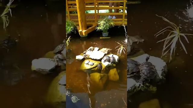 Найбільший зоопарк Європи. Ніредьгаза. Hu. The biggest zoo in Europe смотреть онлайн