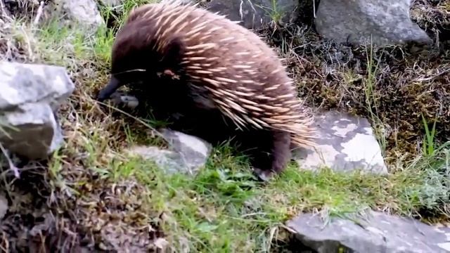 Ехидна - очень странный и уникальный зверь смотреть онлайн