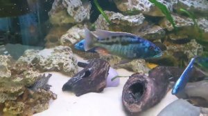 Жизнь большого аквариума на 1000 литров, где главенствует банда цихлид.