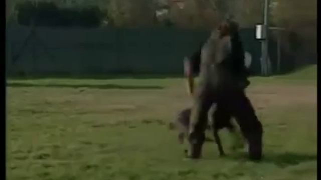 Про породу собак Кане корсо смотреть онлайн