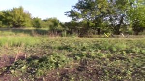 В поисках монет и золота - поиск чешуи.