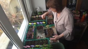 Пересадка горького перца.