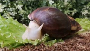 Ахатина купить