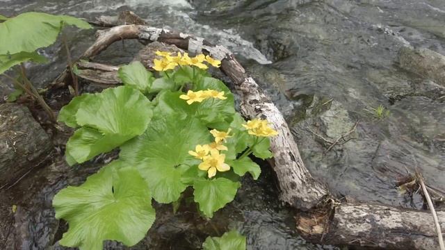 АЙХОР. Поход через мистический лес. Сахалин.