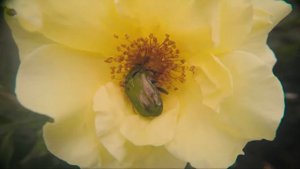 GOPRO MACRO LENS / МАКРО ЛИНЗА ДЛЯ GOPRO СВОИМИ РУКАМИ