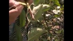 Прививка плодовых деревьев почкой  Как правильно привить  Время окулировки  Виде