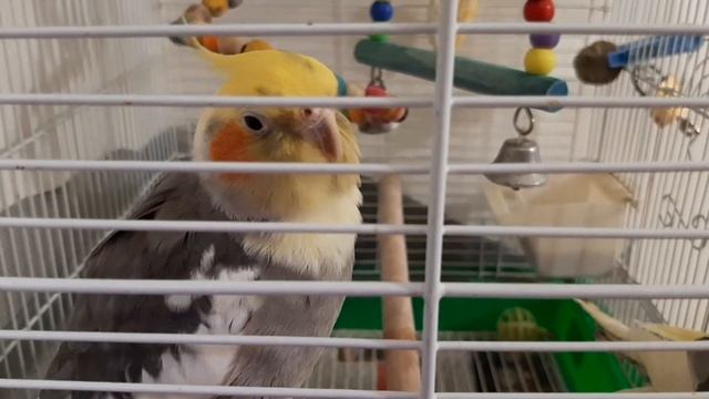 Цветёт Пафиопедилум.Сохнут бутоны орхидей -- ищем причину.Принц и игрушка. смотреть онлайн