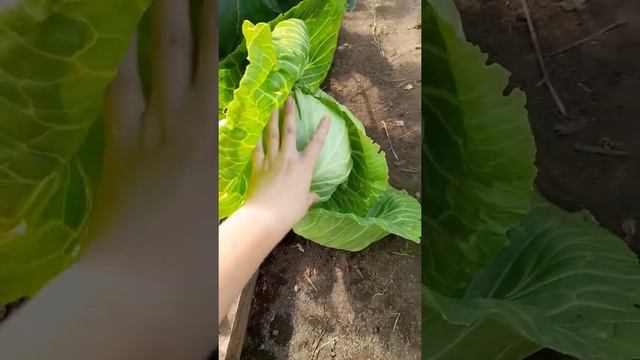 Урожай ранней капусты.Ранняя капуста Экспресс от Аэлита. (1).mp4