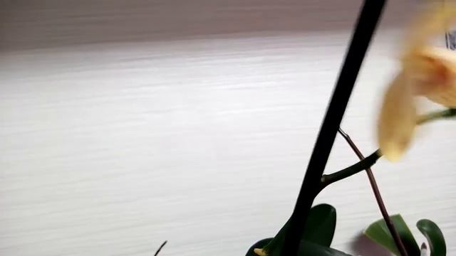 Орхидея завершила своё цветение, что дальше? смотреть онлайн