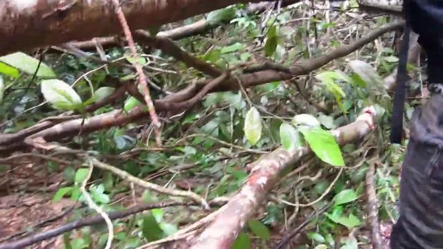 Виталик рубит мачете дорогу, третий день в джунглях, Камбоджа смотреть онлайн