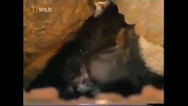 медоед которому на все пофиг смотреть онлайн