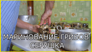Маринование грибов на зиму. Грибы серушки.Консервация грибов на зиму.Простой рецепт маринования гриб