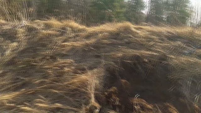 НАКОПАЛ ОДИН ЦЕЛЫЙ ПРИЦЕП. Коп Металлолома!!