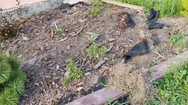 Spiraea Vanhouttei Gold Fountain. Спірея вантгута Годл Фонтейн