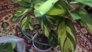 Комнатные цветы/растения. Про Калатею, которую переукореняла по вашим советам. Прошло 2 месяца.