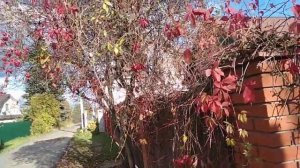 Девичий виноград: поселите себе ажурную красоту